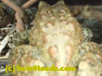/home//u458753944/public_html/sourcegallery//Roxborough Toad Detour/2013-2019/2017/P4110692.JPG